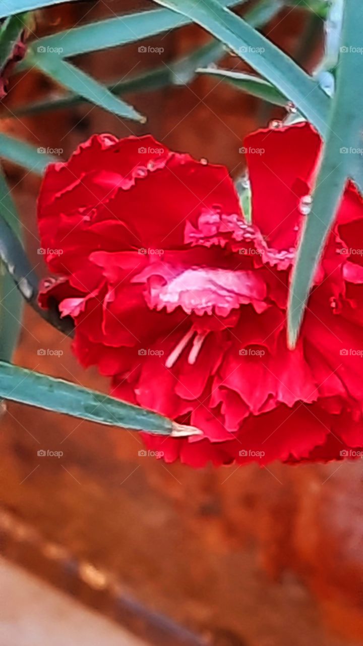 Red carnation, red, carnation,plant,floral,flower,garden,gardening,blossom,blooming