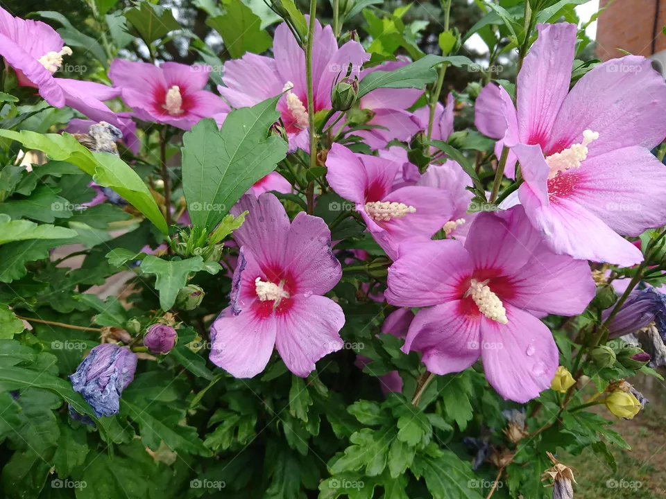 El flor 