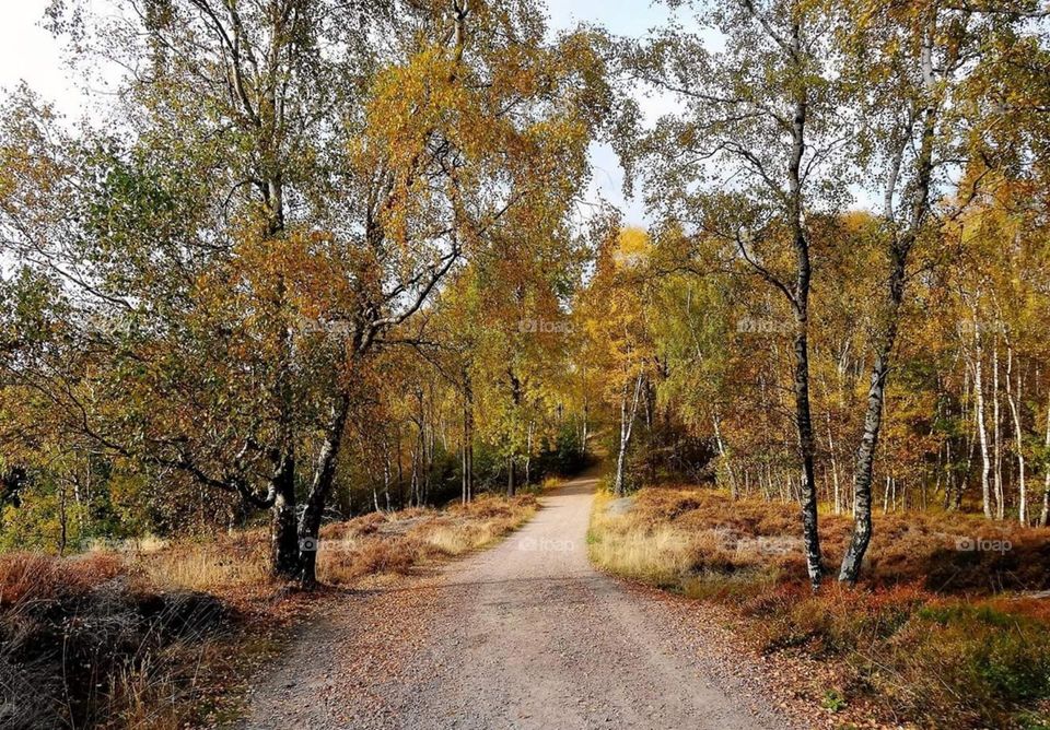 Way in to the autumn forrest