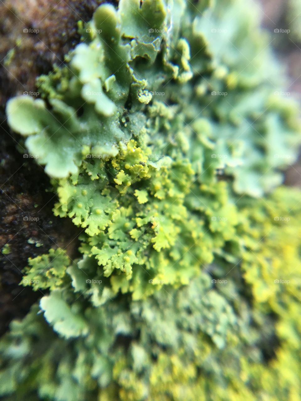 Macro lichen