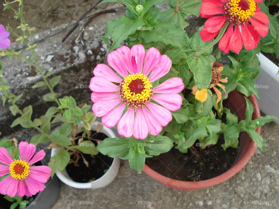 Flowers