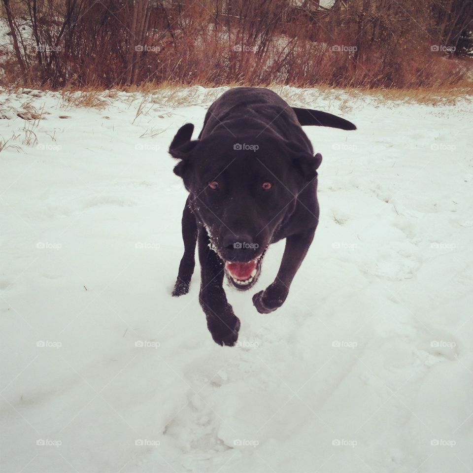 White snow, black dog