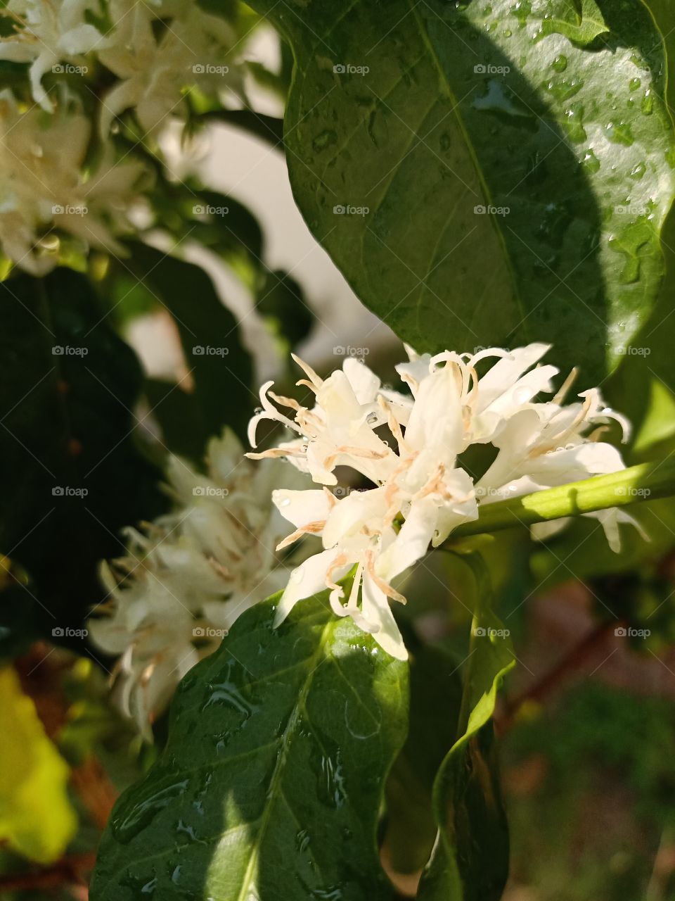 coffee flower in my garden
