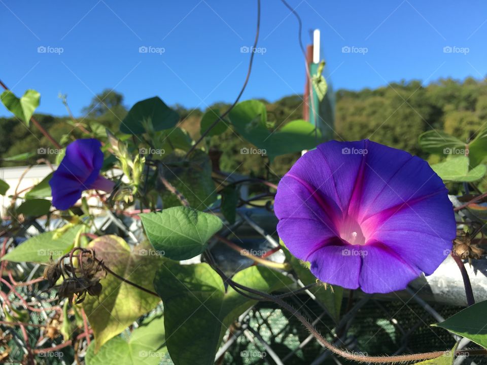 Purple flowers and blue sky