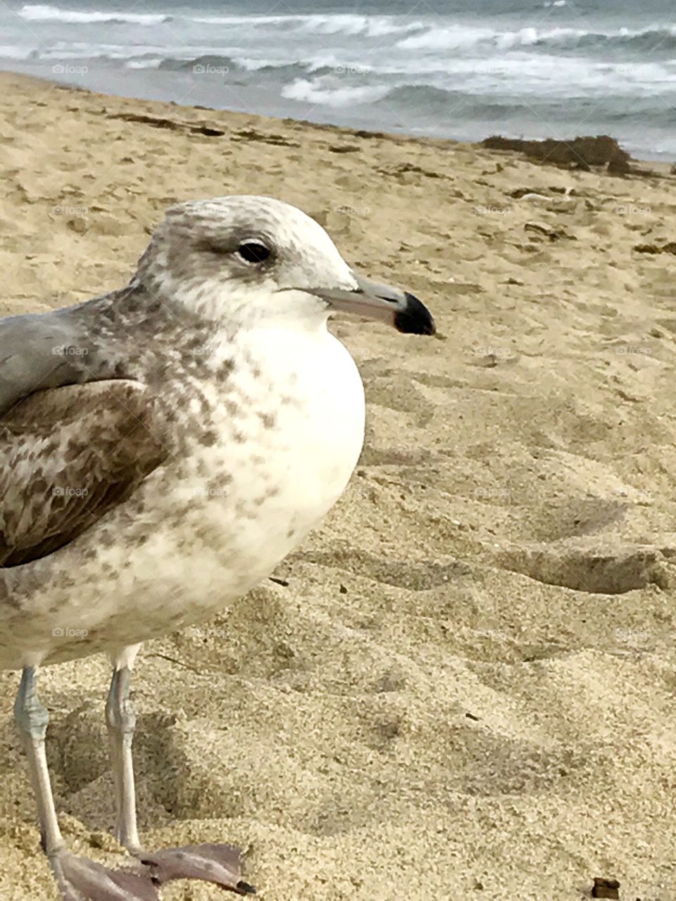 Seagull 2 