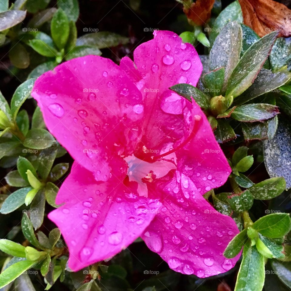 🌺Fim de #cooper!
Suado, cansado e feliz, alongando e curtindo a beleza das #flores.
🏁
#corrida #treino #flor #flowers #pétalas #pétala #jardim #jardinagem #garden #flora #run #running #esporte #alongamento