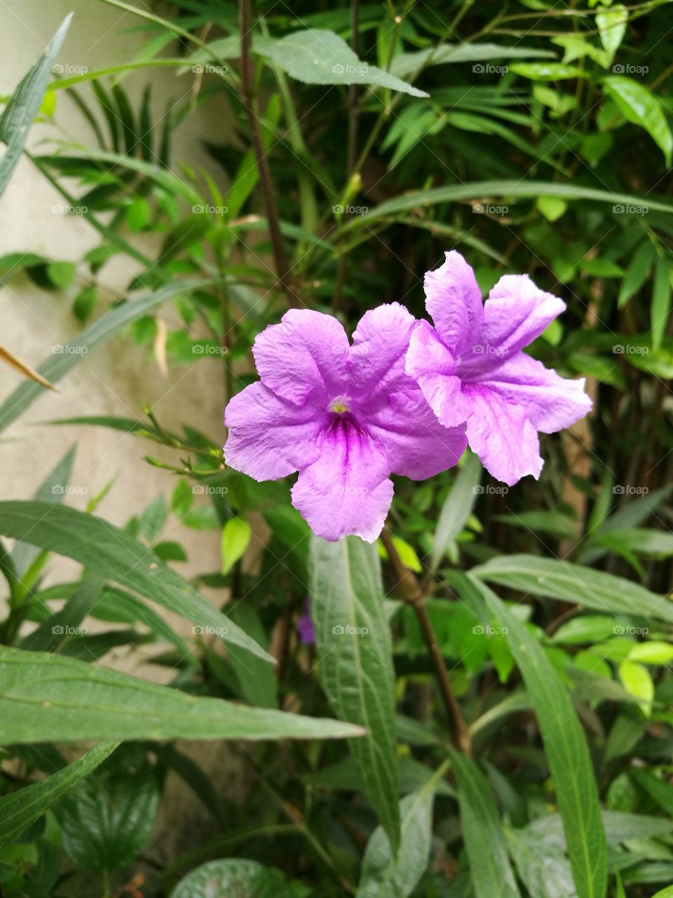 Two beautiful purple flowers blooming in garden.