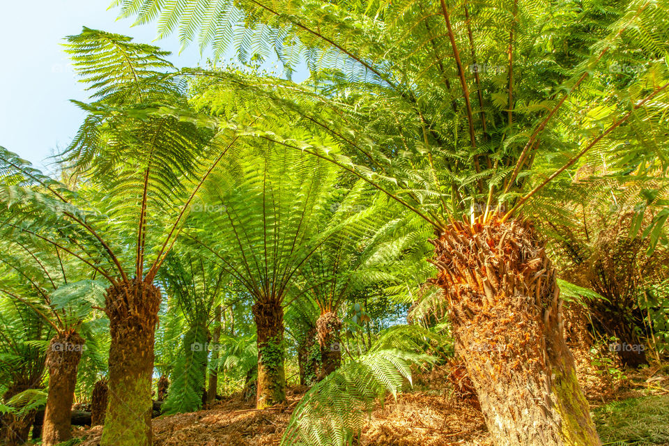 Fern Palm 