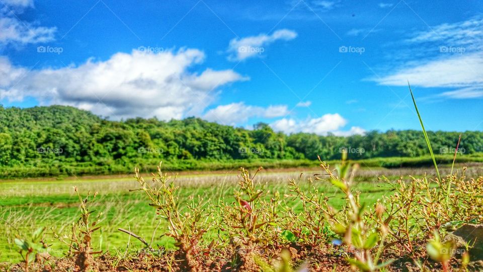 Grass and Sky 