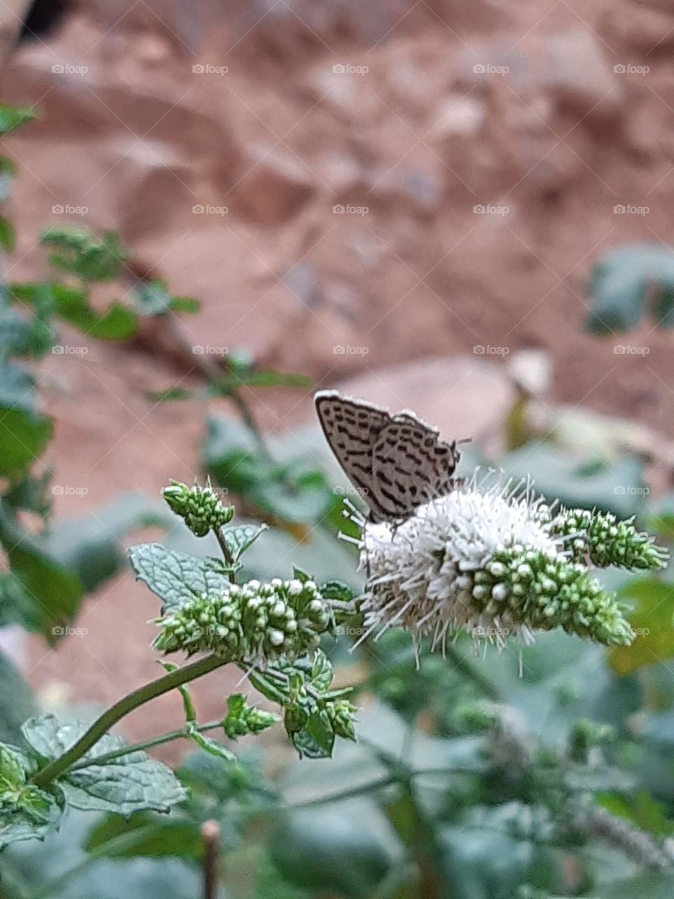 Butterfly in action