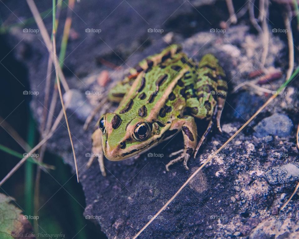 Leopard frog perched on a rock