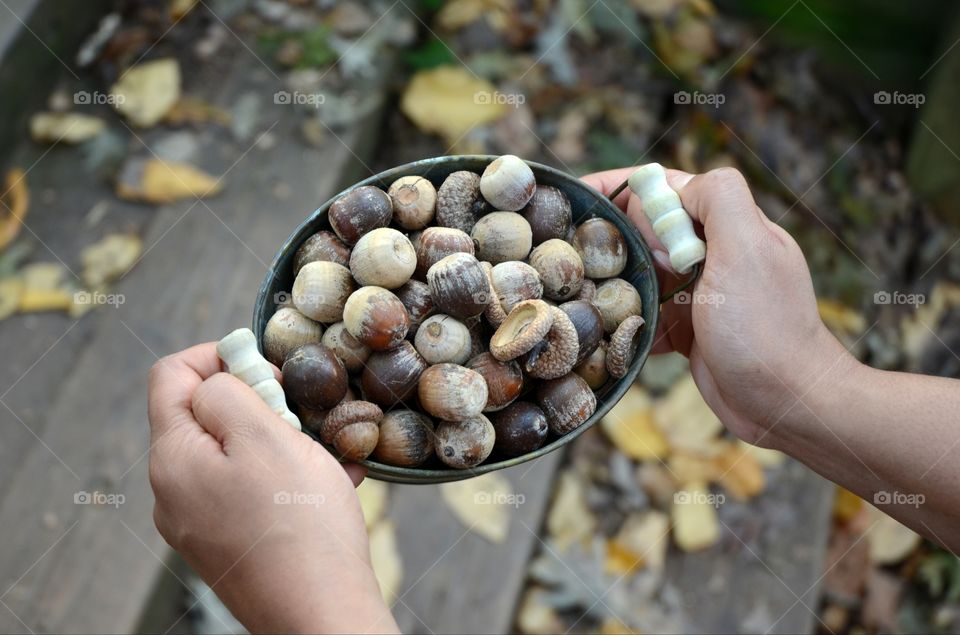 A woman carries a retro style miniature tub full of acorns up the steps of nearby park after collecting the pretty nut.