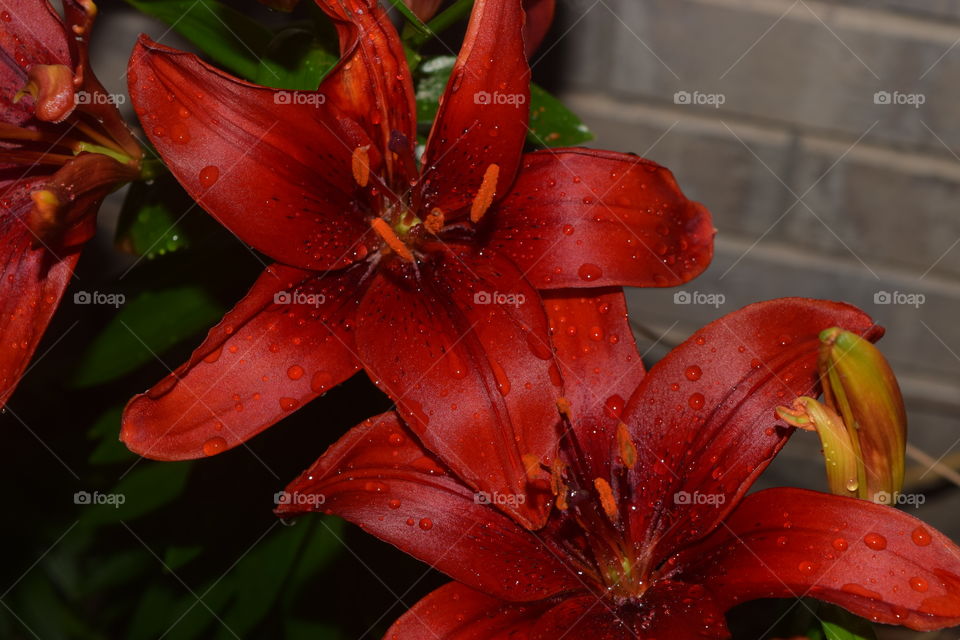 beautiful flower. African lily from my garden 