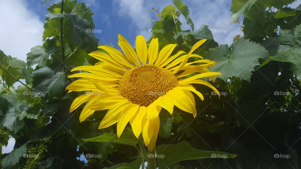 Rejoicing Sunflower