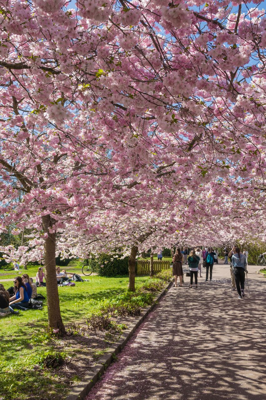 Pink park