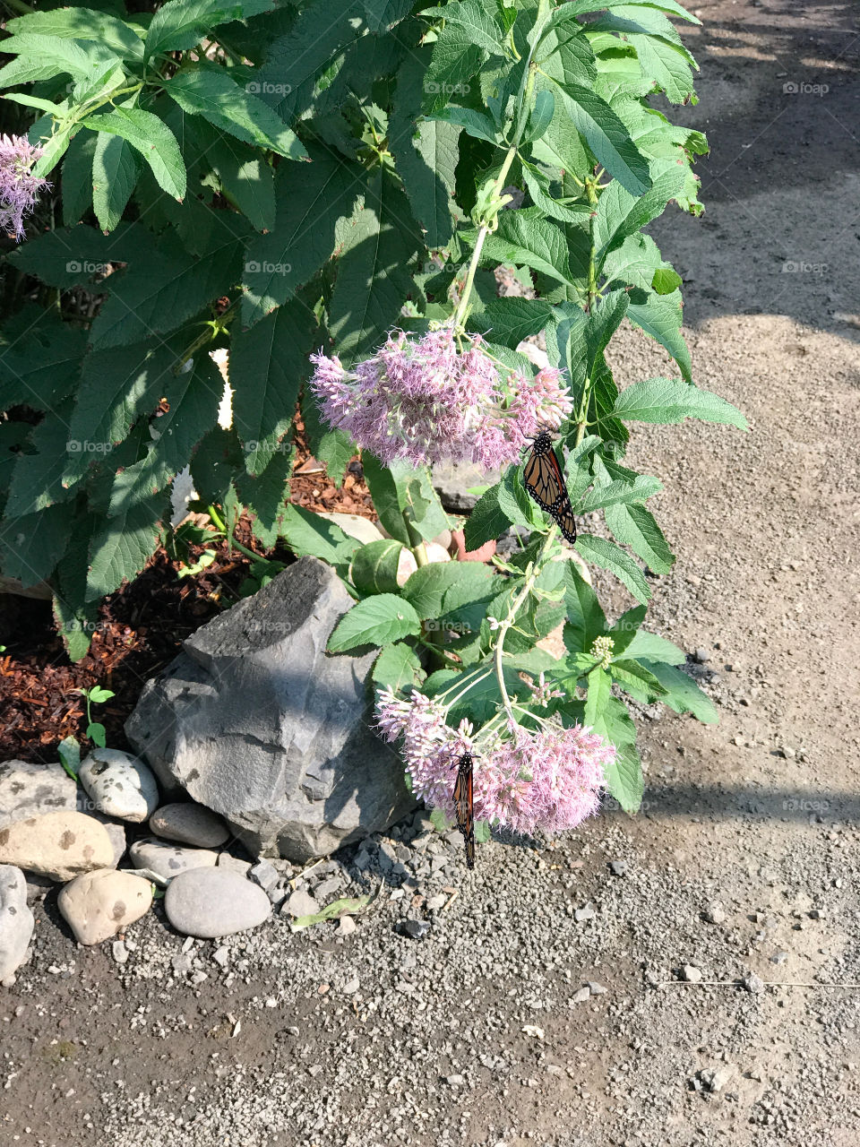 Trip to the butterfly preserve in Elkton, Oregon 