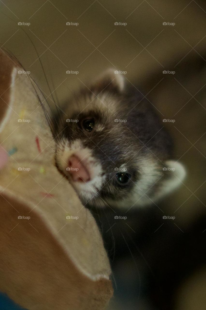My mini clepto; Ferret trying to steal a toy donut