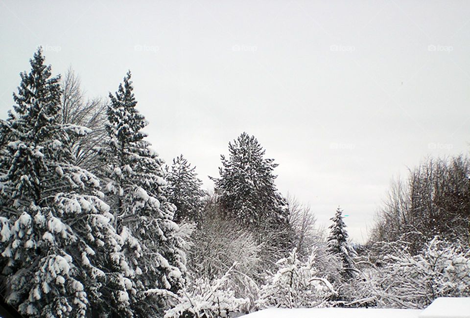 snow covered trees Oregon Winter landscape