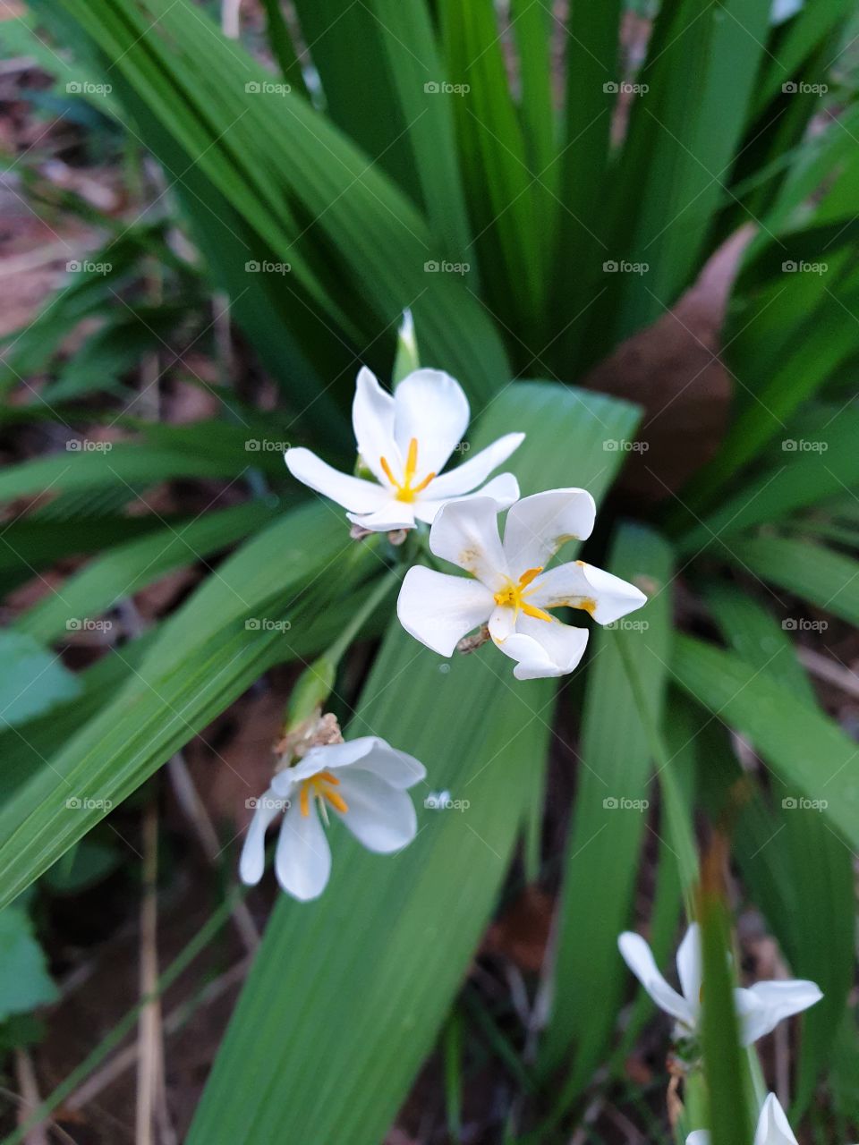 beautiful flowers in my garden