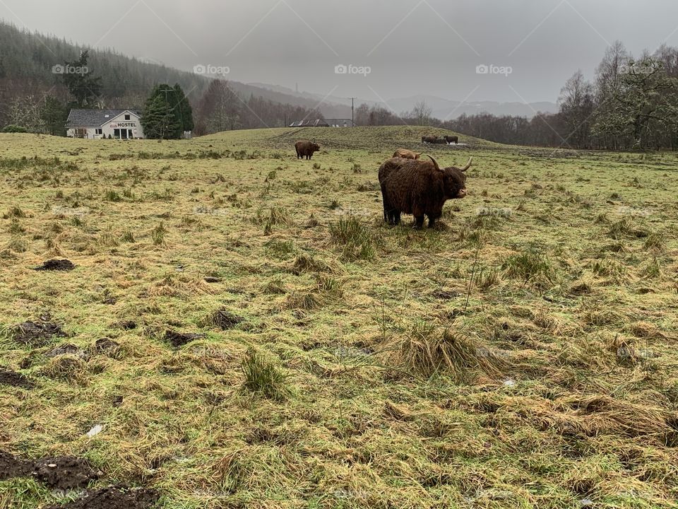 Highland cow