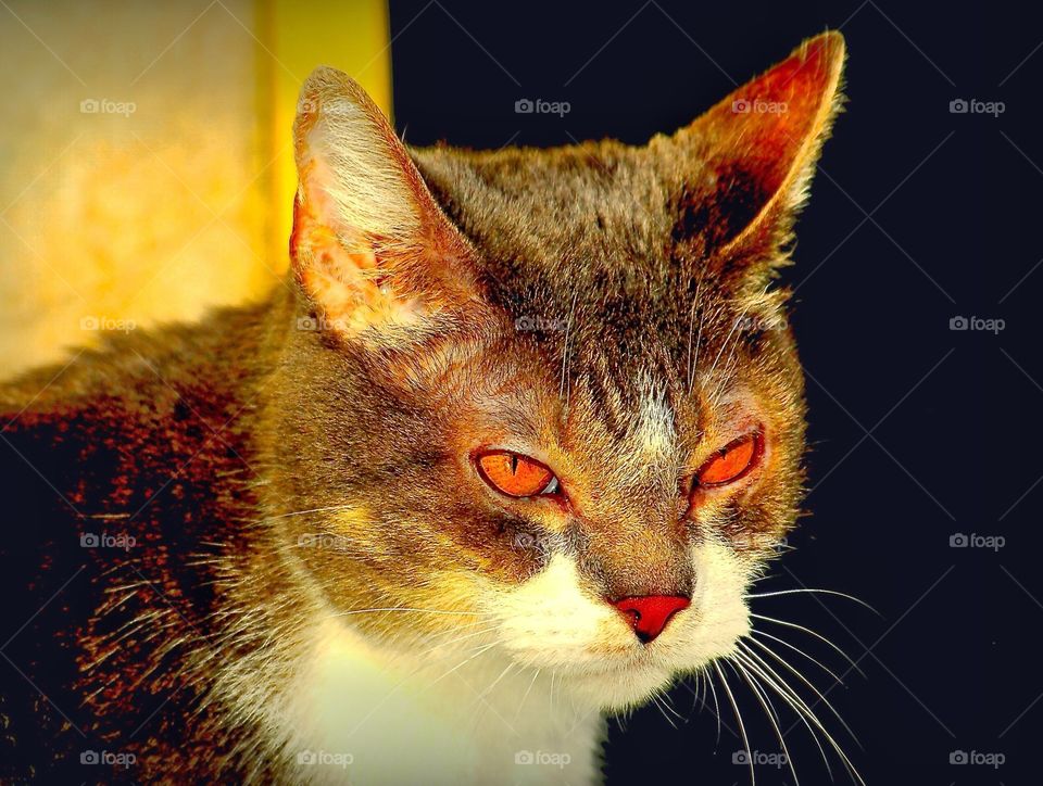 closeup of a small honey-colored cat