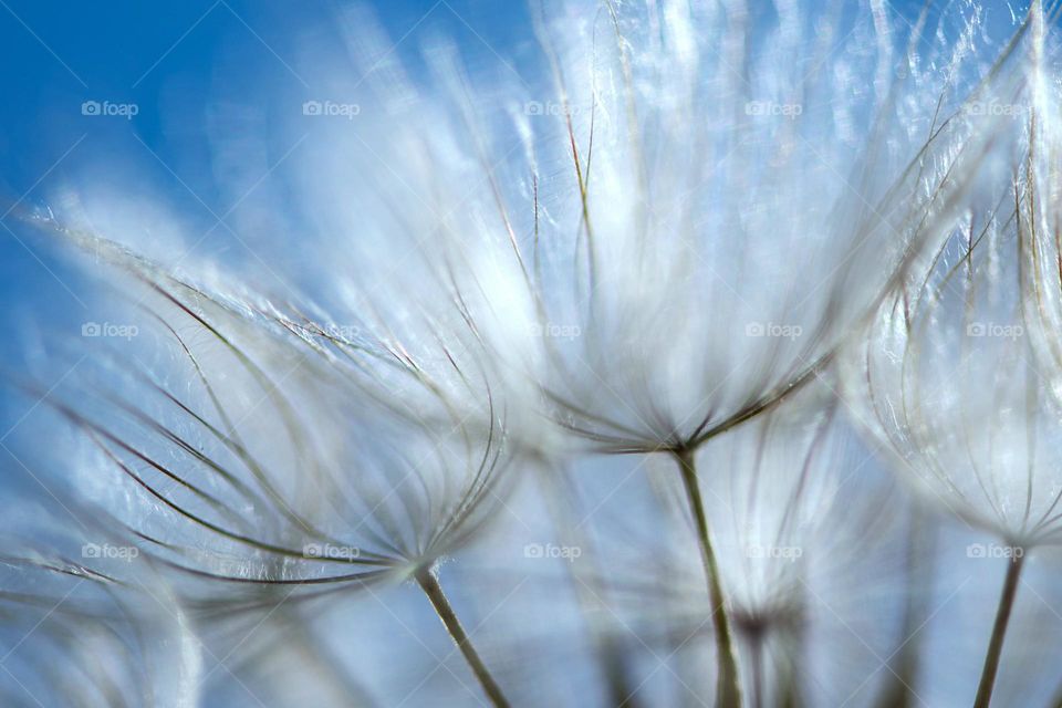 Dandelion seeds