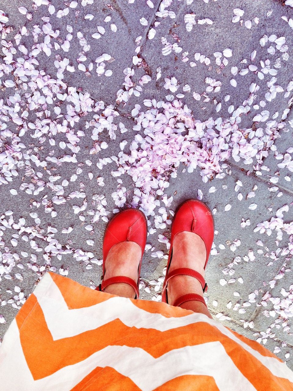 fallen cherry blossoms and red shoes