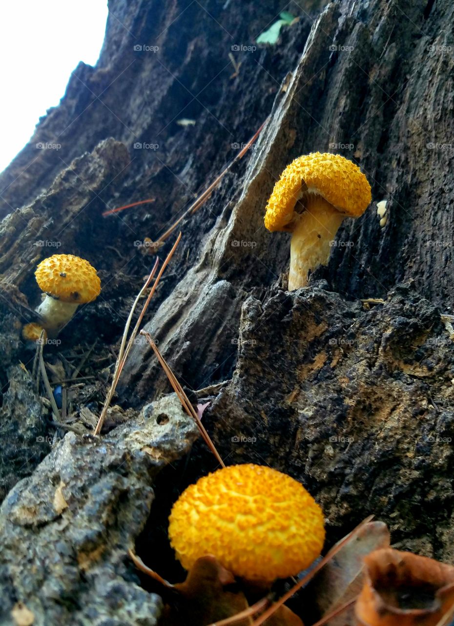 mushrooms growing up a tree