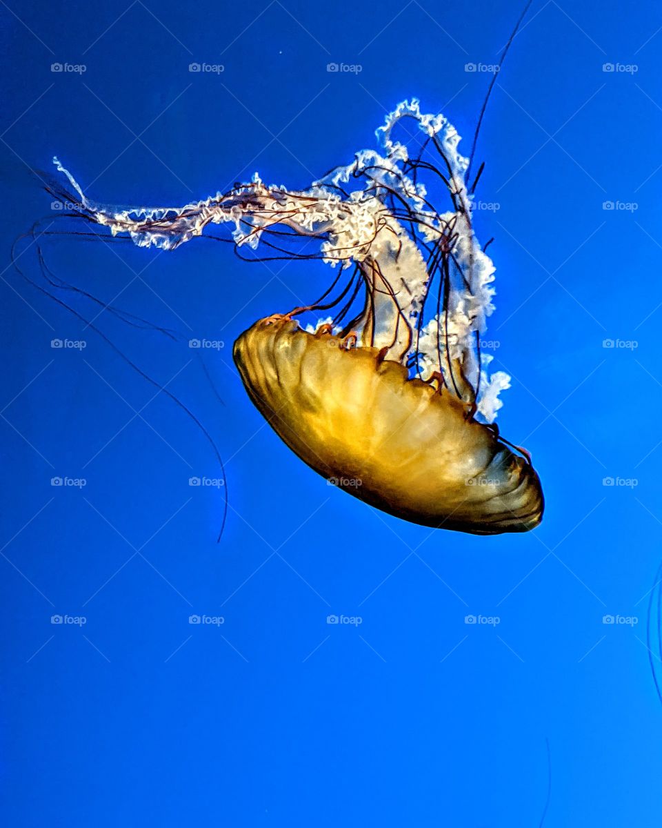 jelly fish