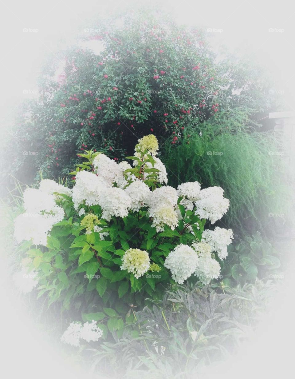 Take the flowers in the garden with the saba.