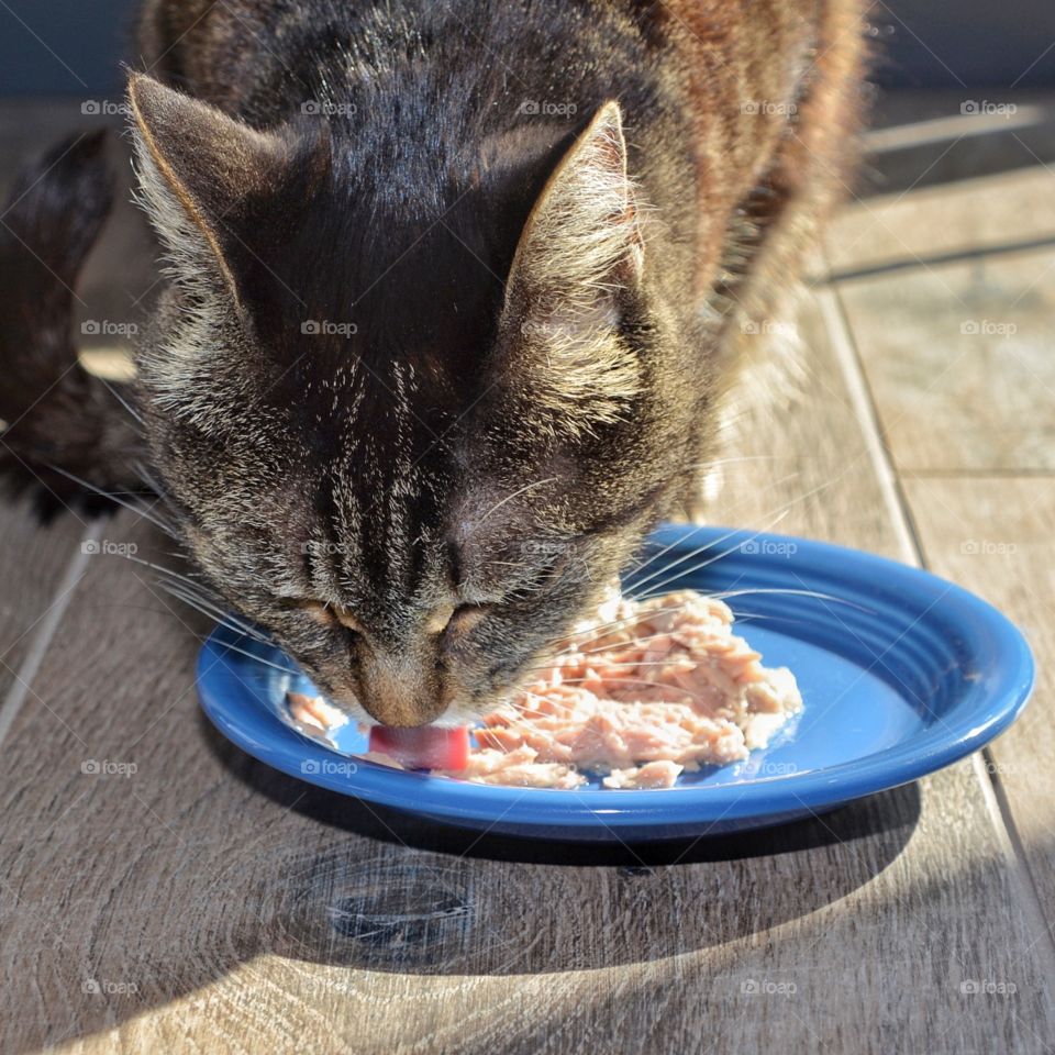 Cat enjoying Fancy Feast