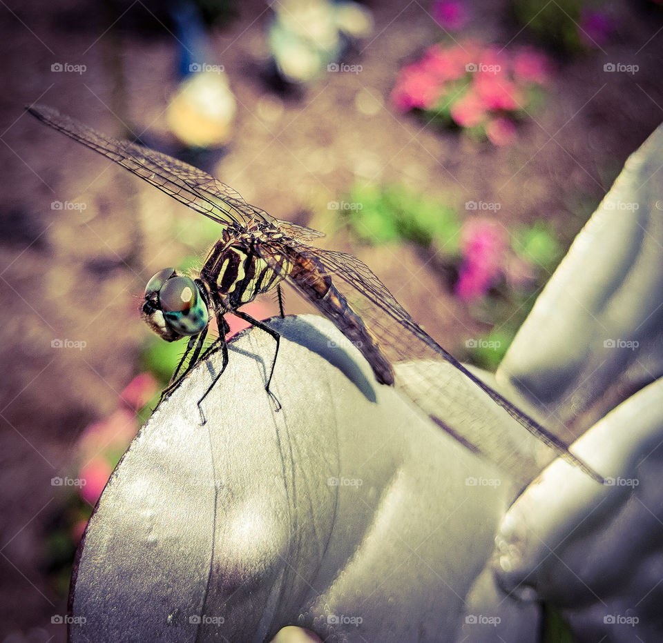 dragonfly in the garden