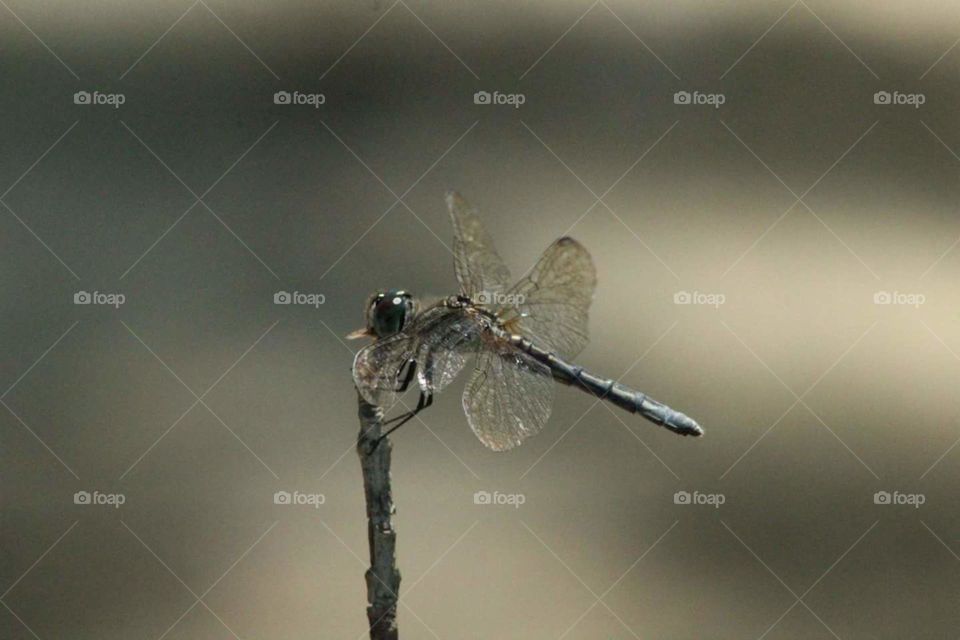 Dragonfly, Insect, Wildlife, Invertebrate, No Person