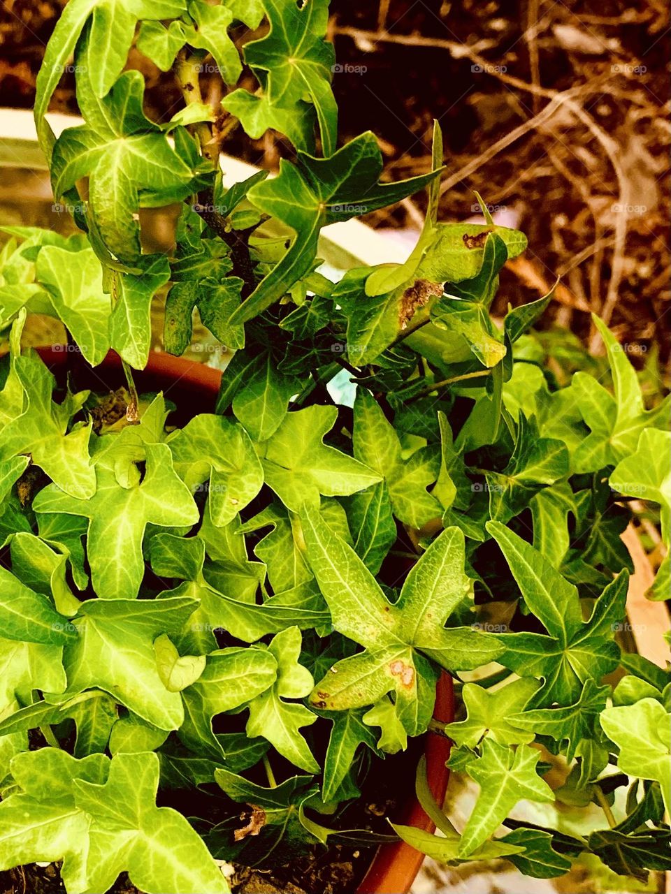 Potted plant