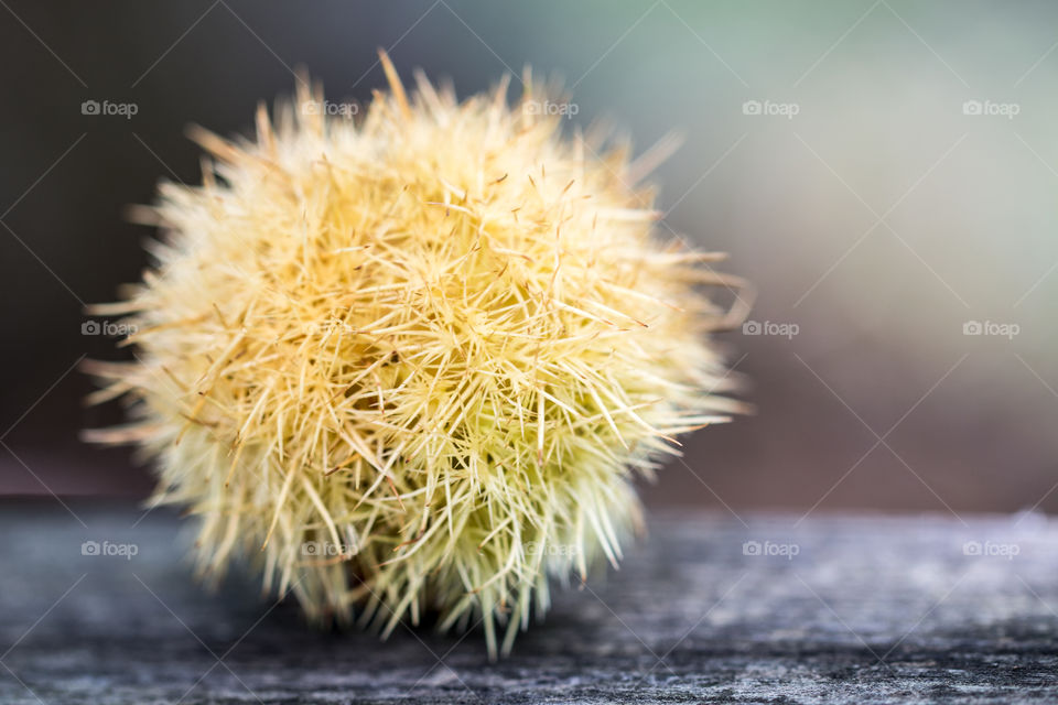 Yellow Chestnut Curl
