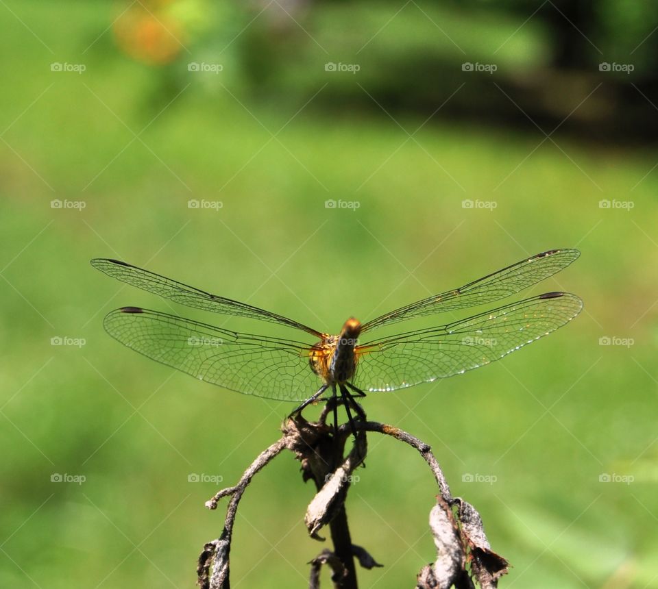 Dragonfly 