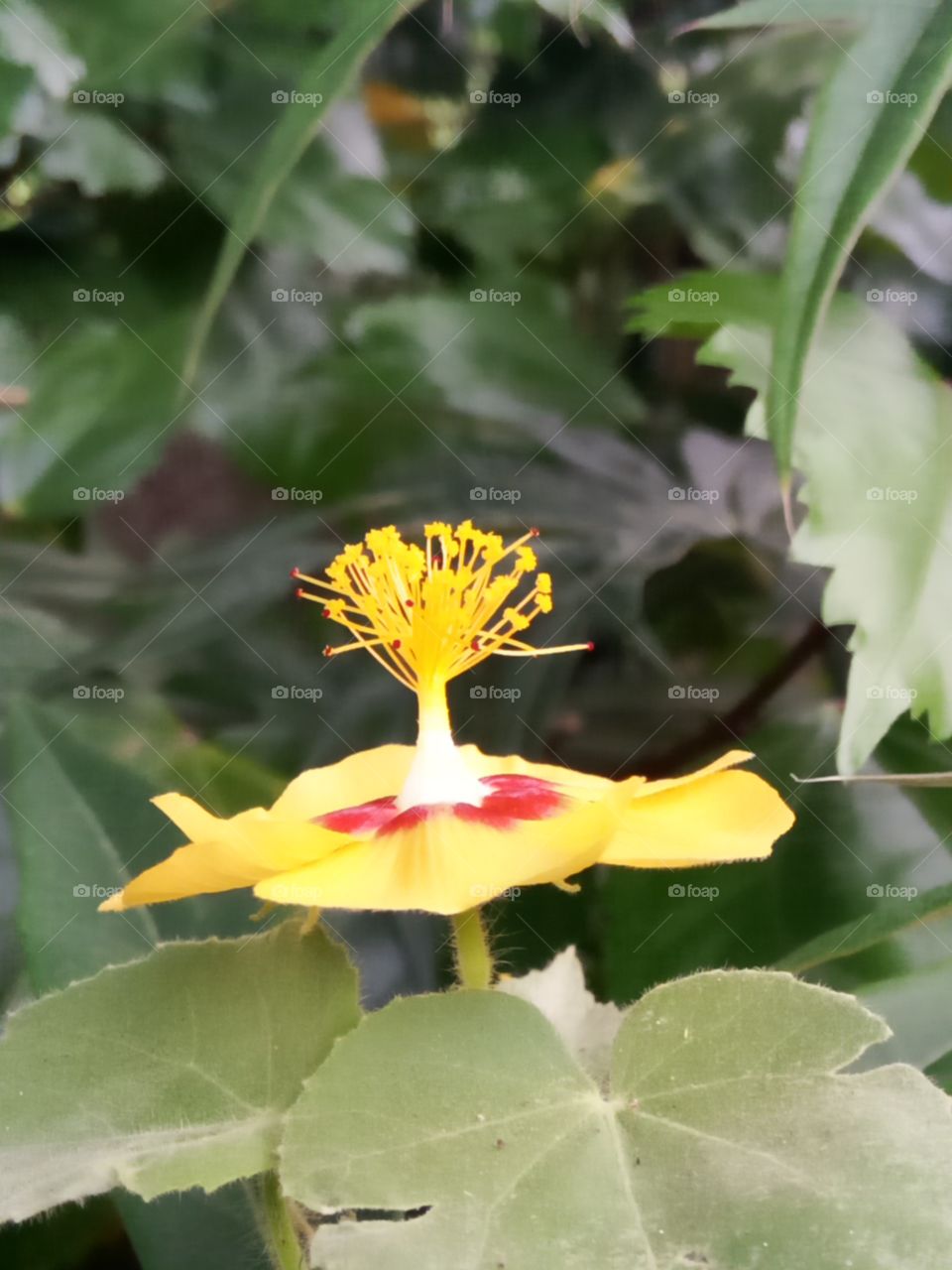 elevated pollen ready for bee landing
