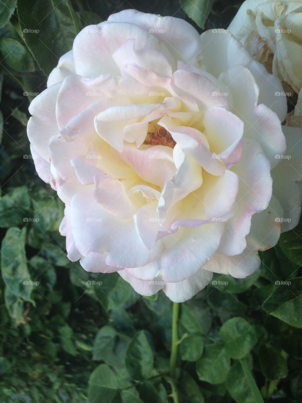 White rose with a hint of yellow and pink