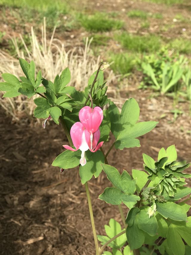 Flor