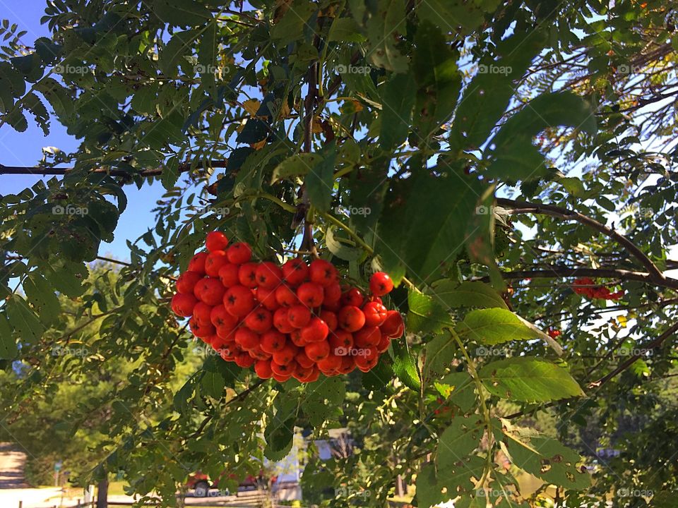 Montain Ash Tree Red Berries 