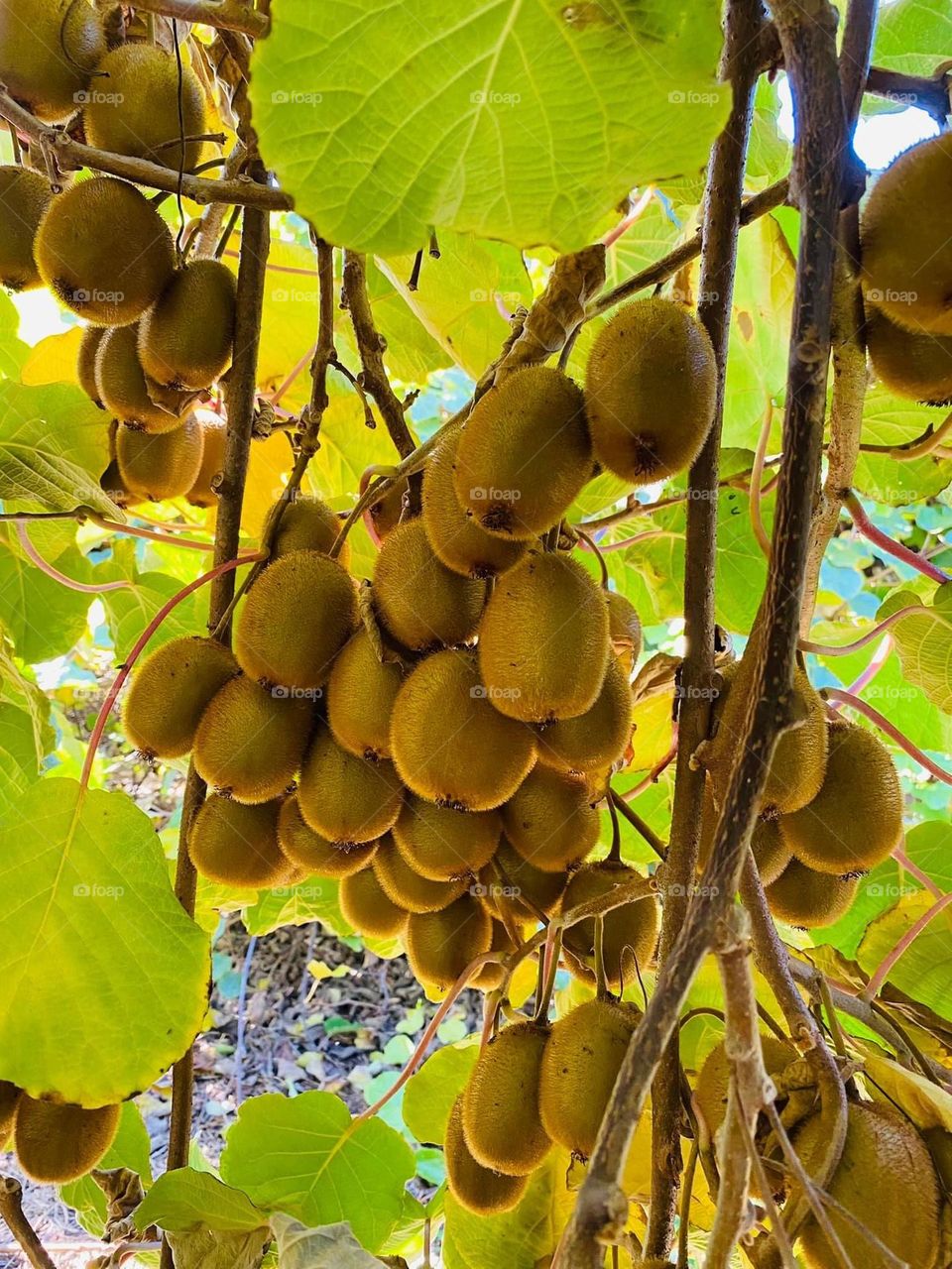 Kiwifruit
