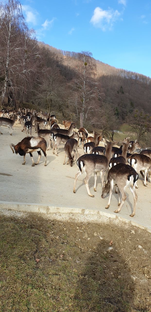 roe deers