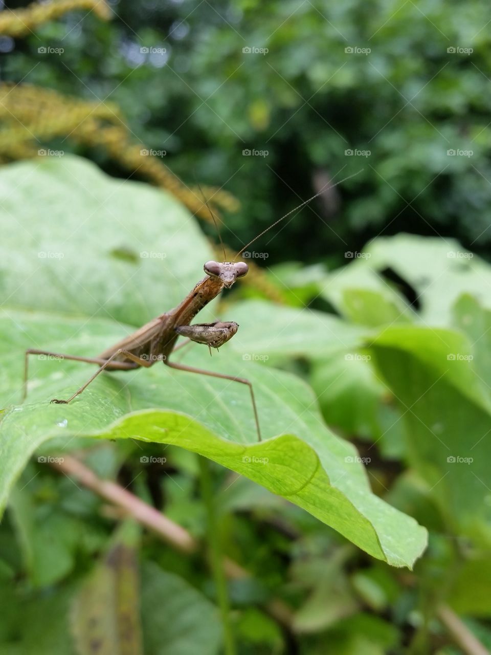 The brown mantis which stares at this