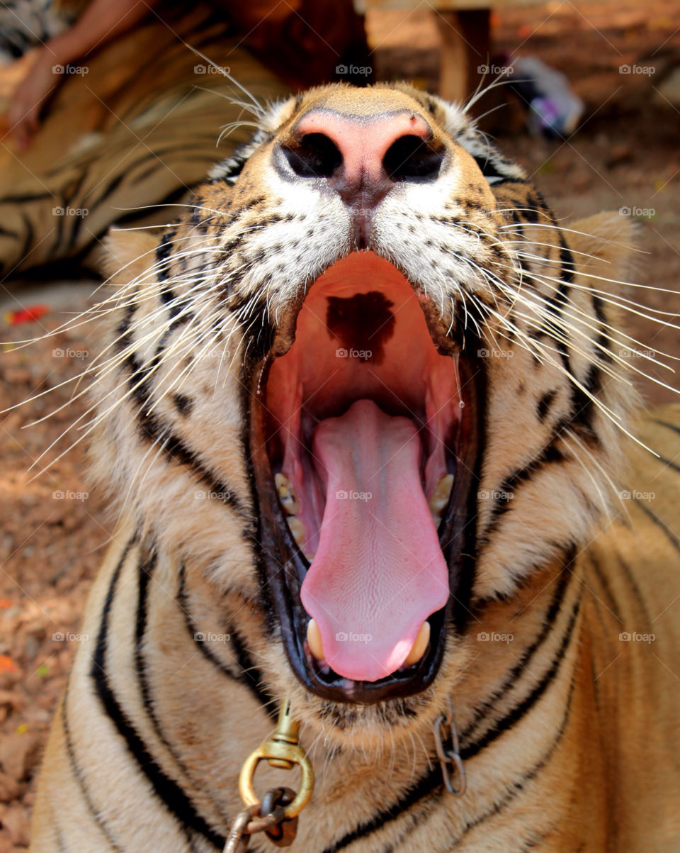 teeth tiger nose wild by cataana