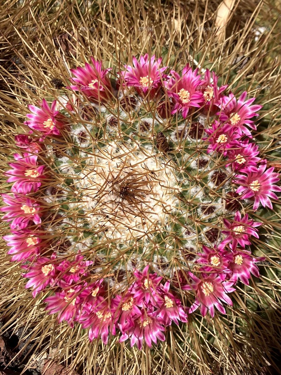 Crown of flowers on cactus 
