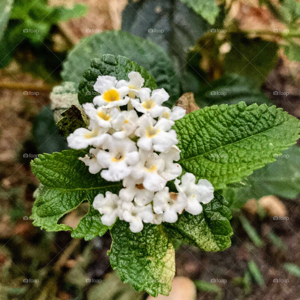 LANTANAS - 🌹 🇺🇸 Very beautiful flowers to brighten our day.  Live nature and its beauty. Did you like the delicate petals? / 🇧🇷 Flores muito bonitas para alegrar nosso dia. Viva a natureza e sua beleza. Gostaram das pétalas delicadas? 