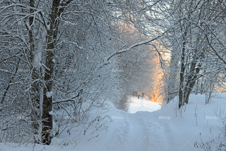 Winter walk