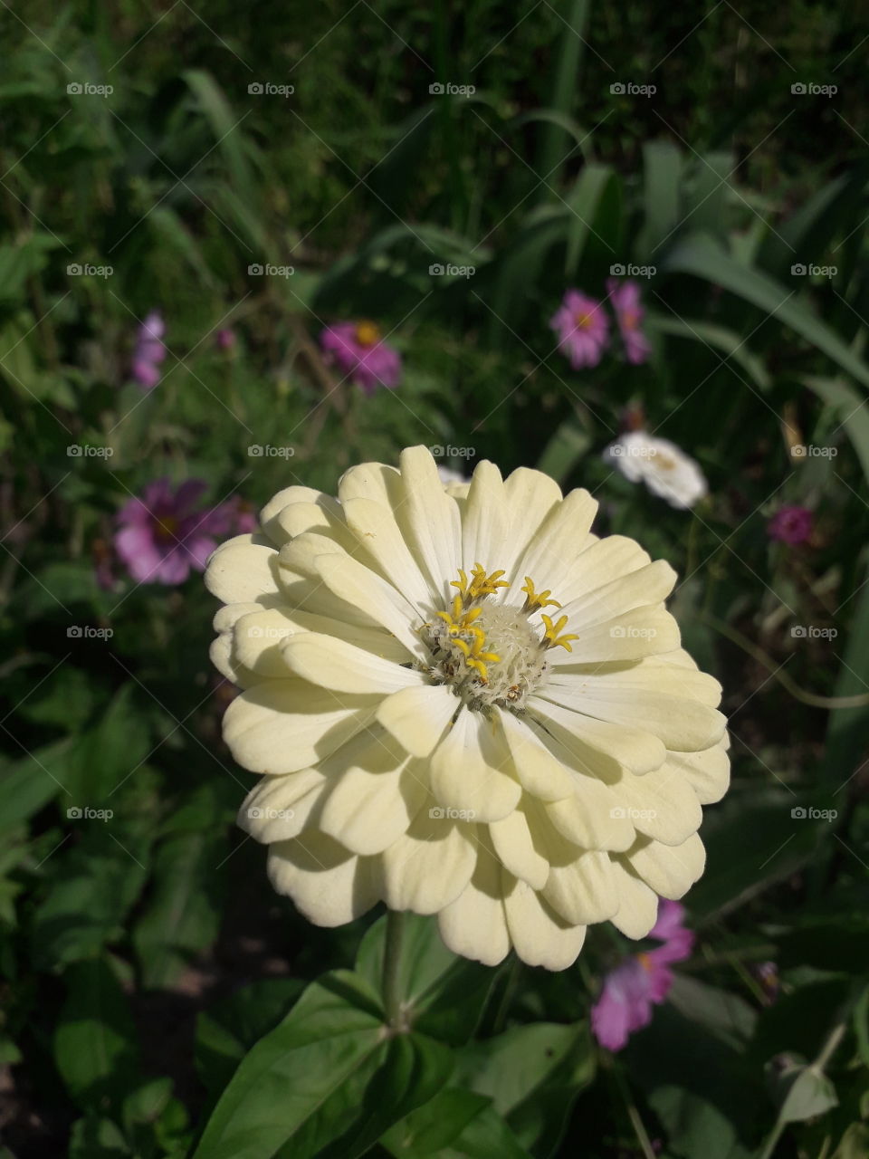 yellow zinnia in the meadow