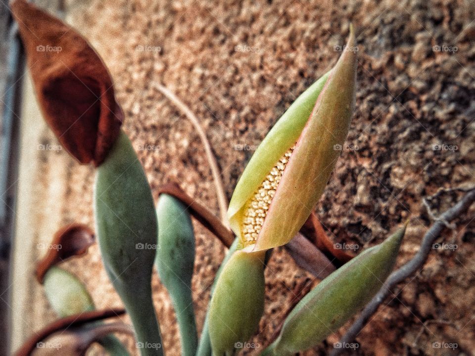 Beautyfull macro shots