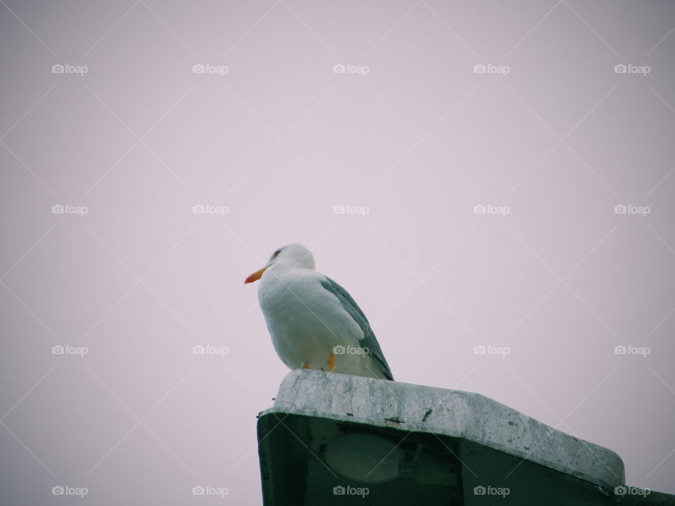 Seagull portrait